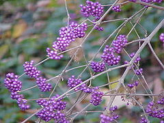 Callicarpa bodinieri, baies