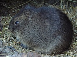 Moerascavia