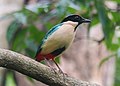 Elegant pitta