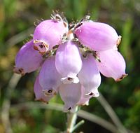 Regelmatige bloem, kroesvormig vergroeid (dophei)