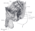 Median sagittal section of male pelvis