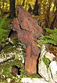 Gyromitra infula