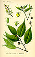 Cơm nguội châu Âu (Celtis australis) trong Thomé, Flora von Deutschland, Österreich und der Schweiz (1885)