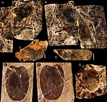 Fossilized remains of individual body parts of Jaekelopterus (metastoma and paddle)