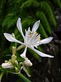 Pancratium canariensis