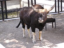 Zoo in dokuchaevsk 020.jpg