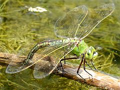 Female laying eggs