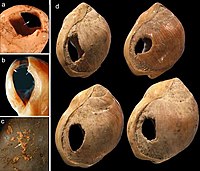 Conchas perfuradas, Caverna Blombos, África do Sul.