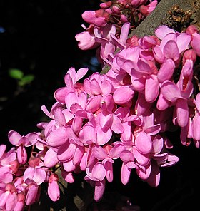 Flores de olaia