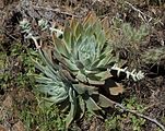 Dudleya traskiae