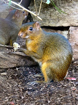 Myoprocta pratti-2-WilhelmaZoo-Stuttgart.JPG