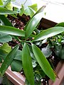 Nageia fleuryi seedling - note Ginkgo biloba seedling in background.