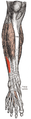 Muscles of the front of the leg. (peroneus tertius visible at center left)