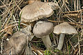 Tricholoma terreum