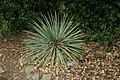 Tsáʼásziʼtsʼóóz (Yucca glauca)