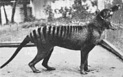 The last thylacine