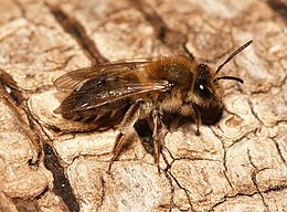 Andrena mitis.jpg