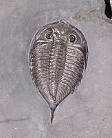 A Dalmanites limulurus specimen from Silurian strata of New York