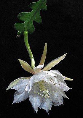 Epiphyllum anguliger Foto: Emma Lindahl