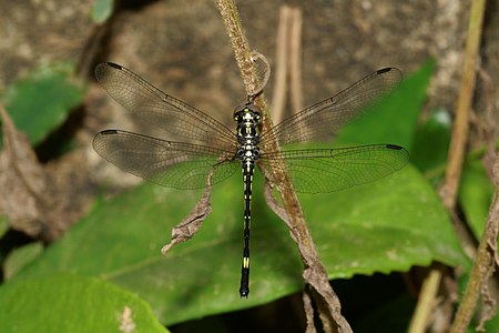 Hylaeothemis apicalis (പെൺതുമ്പി)