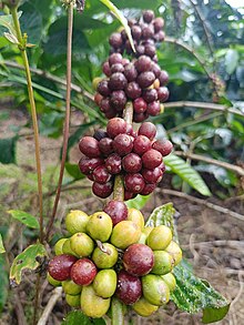 Kopi Robusta Sidikalang