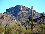 Le parc et ses célèbres Saguaros.