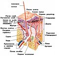 български