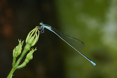 പെൺതുമ്പി