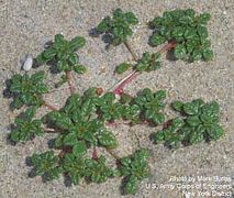 Seabeach amaranth (A. pumilus), an amaranth on the Federal Threatened species List