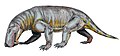 Broomicephalus