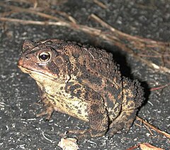 Description de l'image Bufo americanus1.jpg.