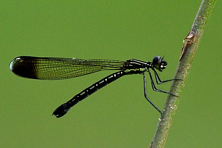 Calocypha laidlawi (പെൺതുമ്പി)