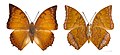 Charaxes - Charaxes distanti ♂