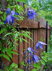 Clematis alpina 'Frankie'