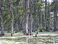 Image 8Swamp in southern Louisiana (from Swamp)