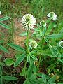 Бела брдска детелина (Trifolium montanum)