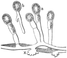 (a) reife Konidie (b) keimende Konidie (x) Haustorium