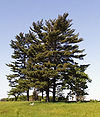 Eastern White Pine