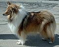 Collie de pelo largo