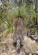 Xanthorrhoea latifolia subsp. latifolia