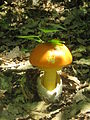 Amanita caesarea