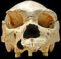 Homo heidelbergensis − Fosilna lobanja