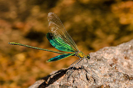 Neurobasis chinensis (ആൺതുമ്പി) (wing flashing)