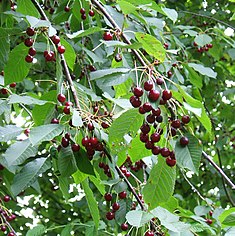 Saldais ķirsis (Prunus avium)