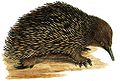 Tachyglossus aculeatus