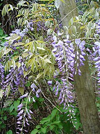 Grappes pendantes de fleurs de glycine.