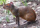 Agouti doré