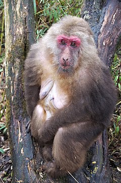 ♀ Macaca thibetana