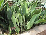 Sansevieria masoniana