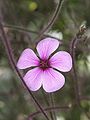 Geranium maderense